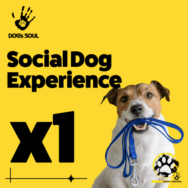 Social Dog Experience