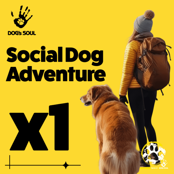 Social Dog Adventure