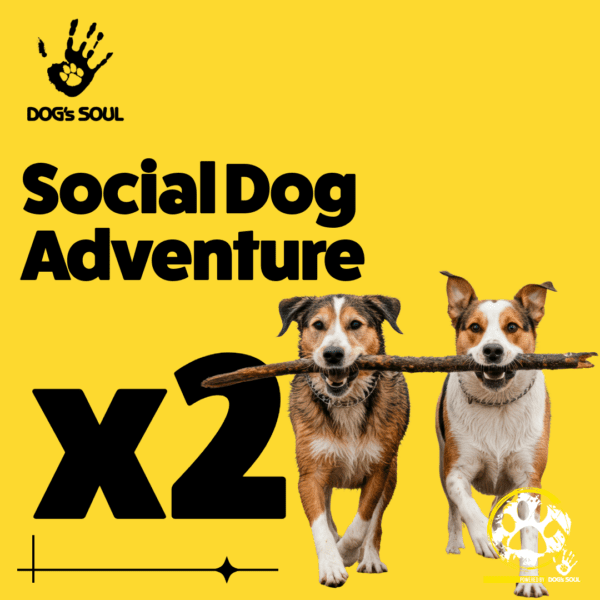 Social Dog Adventure x2